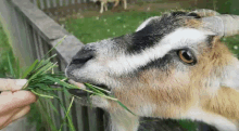 Goat Animal GIF - Goat Animal Feeding GIFs