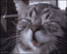 Cat Laughing GIF - Cat Laughing Smile GIFs