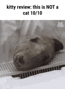 Kitty Review Seal GIF - Kitty Review Seal Funny GIFs