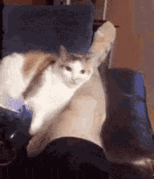 Cat Angry GIF - Cat Angry Cat Bite GIFs