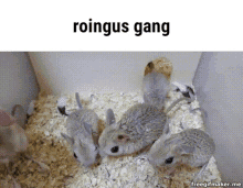 gang roingus gang roingus chungus meme