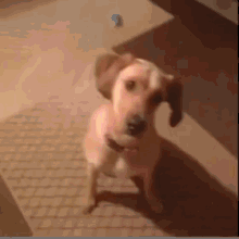 This Is A Stick Up! GIF - Dog Playdead Gun GIFs