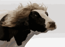 flowing cow