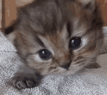 Kitten Meow GIF - Kitten Meow Tired GIFs