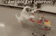 Shopping Grocery GIF - Shopping Grocery Dogs GIFs