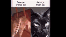 Cat Black Cat GIF - Cat Black Cat Cat Meme GIFs