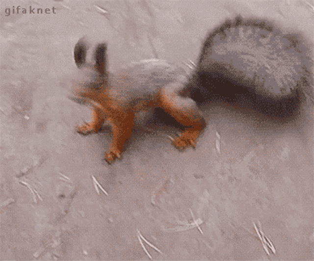 Squirrel Going Nuts GIF - Squirrel Going Nuts Happy - Descub
