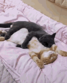 Cats Cute GIF - Cats Cute Cuddle GIFs