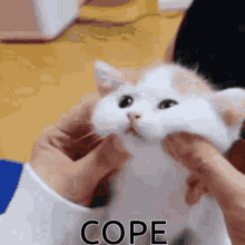 Catcope GIF - Catcope Cat Cope GIFs