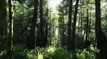 Forest Sun Rays GIF - Forest Sun Rays Calm GIFs