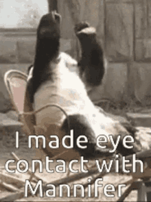 Oh God I Made Eye Contact With Mannifer GIF - Oh God I Made Eye Contact With Mannifer Panda GIFs