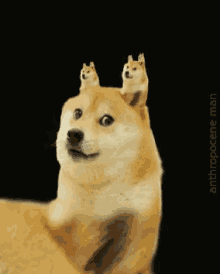 Doge Infinity GIF - Doge Infinity Infinite GIFs