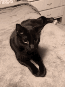 Kitty Black Cat GIF - Kitty Black Cat Cute GIFs