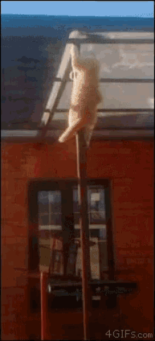 cat pole drop fireman cat fall