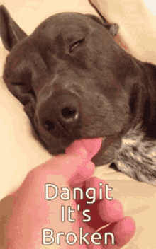 Funny Dog GIF - Funny Dog Sleeping GIFs