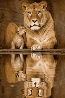 Lions Parent GIF - Lions Parent Mother GIFs