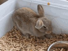 Tired Bunny GIF - Tired Bunny Friday Be Like GIFs