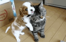 Puppy Cat GIF - Puppy Cat I Love You GIFs