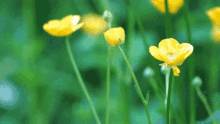 Buttercup Flower GIF - Buttercup Flower GIFs