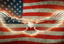 eagle flag united states of america usa america