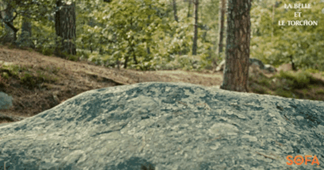 Nature Cinemagraph GIF - Cinemagraph Forest - Discover Share GIFs