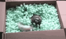 Ferrets Playing In Packing Peanuts GIF - Packing Packingpeanuts Peanuts GIFs