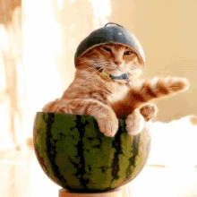 cat kitty kitten watermelon funny cat