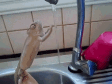 Wash Your Hands Gecko GIF - Wash Your Hands Gecko Lizard GIFs