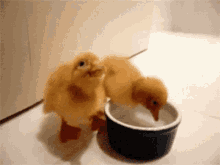 Ducklings Ducks GIF - Ducklings Ducks Drinking Water GIFs