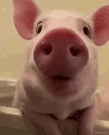 pig citinez