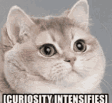Curiosity Intensifies Cat GIF - Curiosity Intensifies Cat GIFs