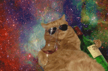 wine cat cat drink wine shades