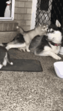 Husky Clumsy GIF - Husky Clumsy Pup GIFs