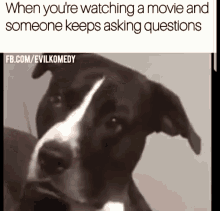 Dogs When Youre Watching A Movie A Nd Someone Keeps Asking Questions GIF - Dogs When Youre Watching A Movie A Nd Someone Keeps Asking Questions Reactions GIFs