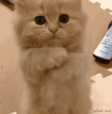 Please Cat GIF - Please Cat Cute GIFs