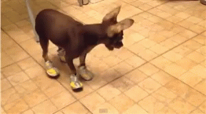 why do dogs walk funny with shoes