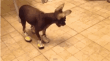 dog weird walk shoes