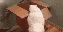 Cats Silly GIF - Cats Silly Cute GIFs