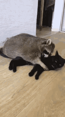 Cat Raccoon GIF - Cat Raccoon Cuddle GIFs