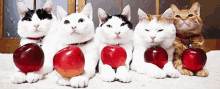 apple apples an apple a day keeps the doctor away cats