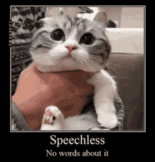 Surprise Cat GIF - Surprise Cat Speechless GIFs
