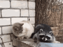Cat Slap GIF - Cat Slap Raccoon - Discover &amp; Share GIFs