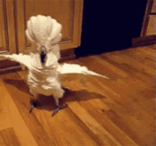 bird-cockatoo.gif