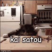 Kai Satou Yttd GIF - Kai Satou Yttd Cat GIFs