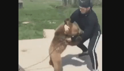 khabib-bear.gif