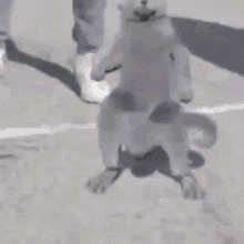 Kot Cat GIF - Kot Cat Cat Dab GIFs