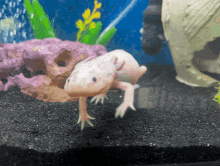 Axolotl Amphibians GIF - Axolotl Amphibians Minecraft GIFs