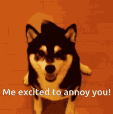 Excited To Annoy You I Annoy You Ollie GIF - Excited To Annoy You I Annoy You Ollie Excited To Annoy You After Work GIFs