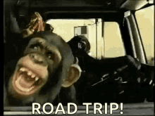 Monkey Road Trip GIF - Monkey Road Trip GIFs