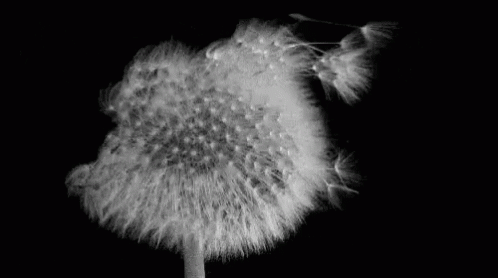 Dandelion Wind GIF - Dandelion Wind Fly GIFs